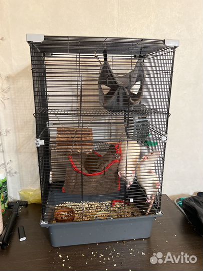 Крыса с клеткой