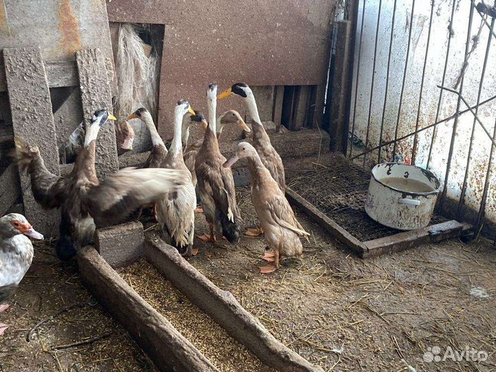 Инкубационное яйцо. Уток индийского бегунка