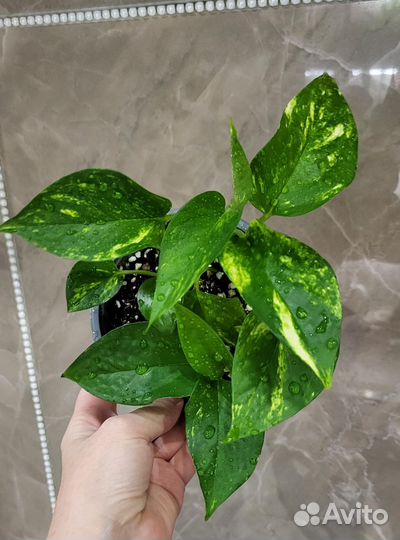 Эпипремнум золотистый