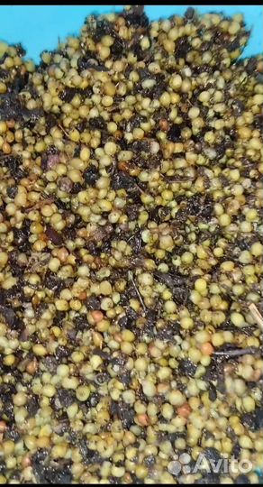 Дендробена