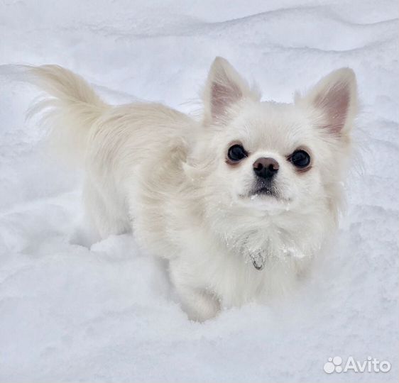Чихуахуа Вязка кобель Крем Чемпион