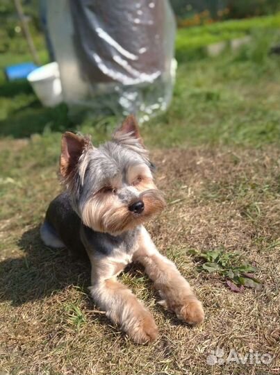 Йоркширский терьер вязка мальчик
