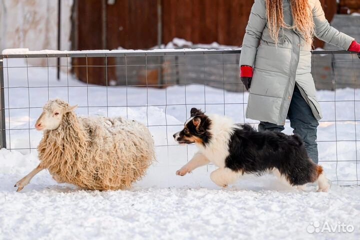Аусси щенки кобели