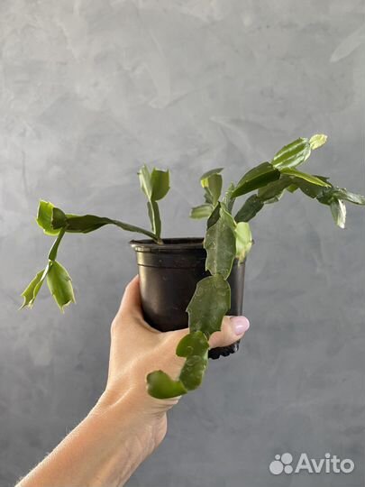 Декабрист шлюмбергера