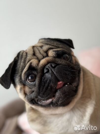 Мопс вязка мальчик