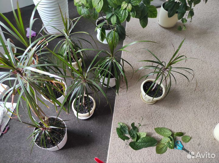 Клеродендрум и драцена