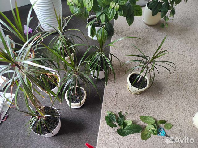 Клеродендрум и драцена