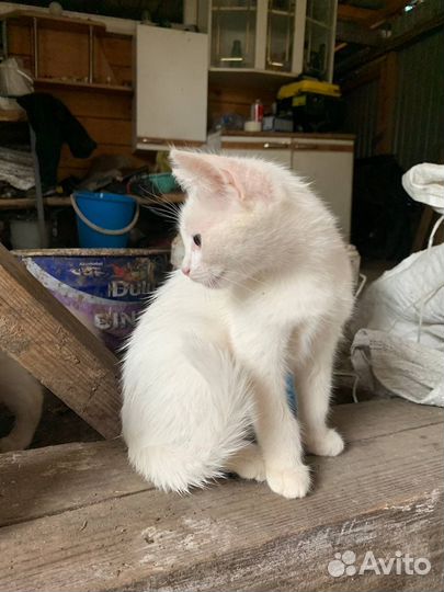 Котята белые