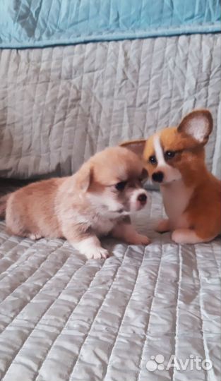 Роскошные щенки вельш корги пемброк