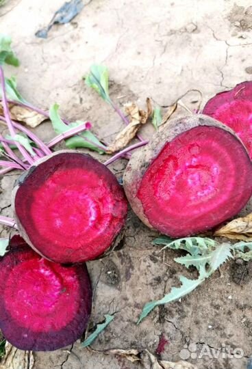 Свекла оптом