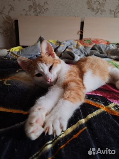 Рыжий персиковый