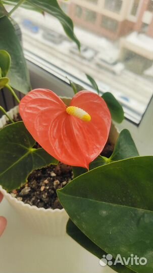 Антуриум модурал оранж