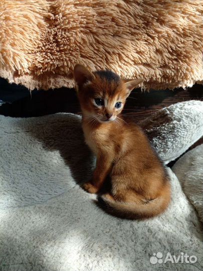 Абиссинская кошка