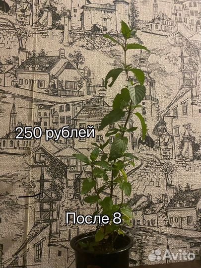 Мята сортовая