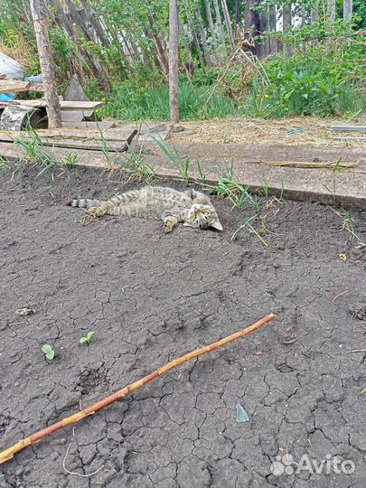 Котик 4 месяца