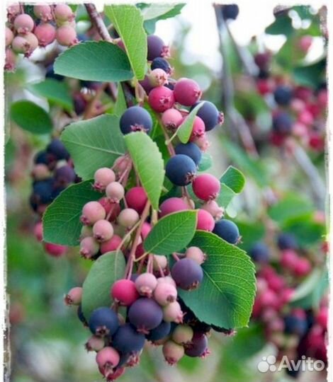 Саженцы Ирга Канадская (Б)