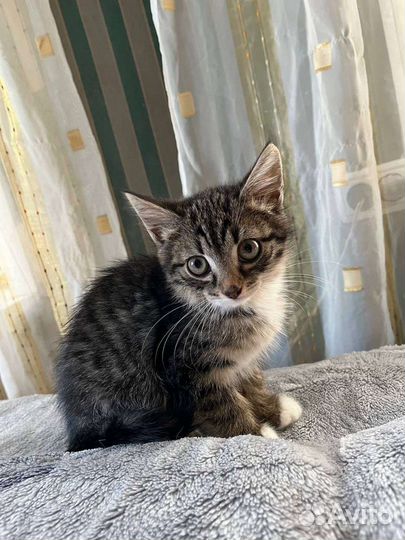 Котенок полосатый
