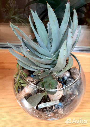 Флорариум с суккулентами