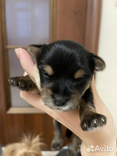 Бивер йорк вязка