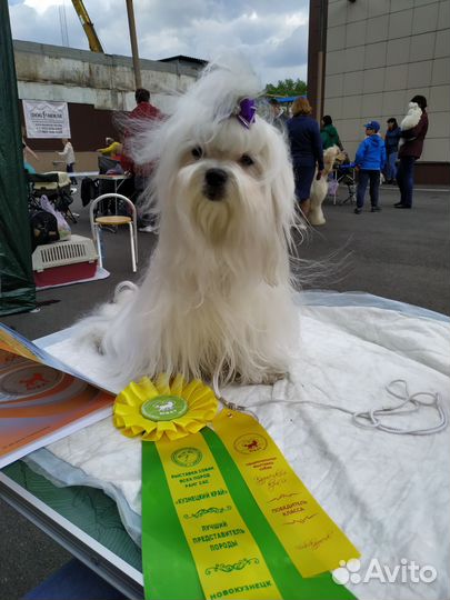 Мальтезе девочка