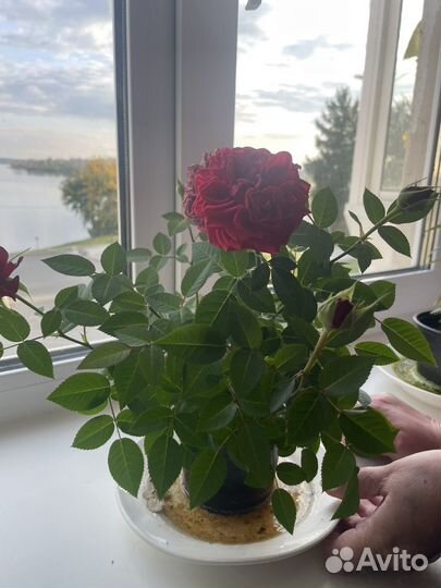 Роза Кардана