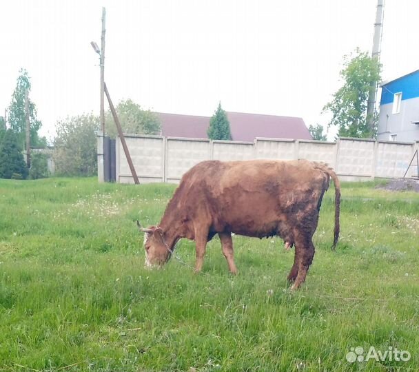 Корова дойная