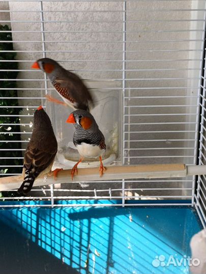 Зебровые амадины