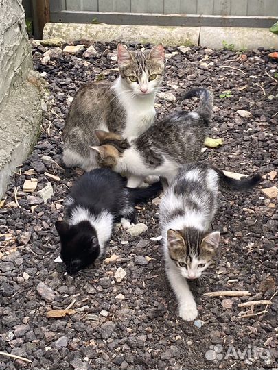 Кошка в дар бесплатно