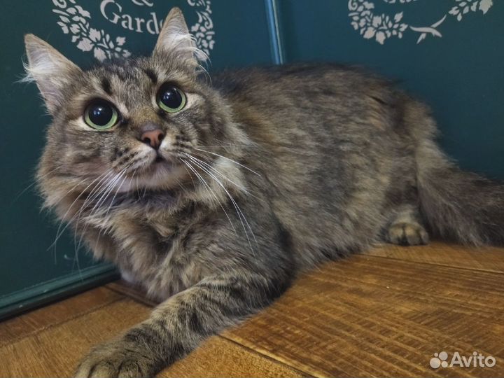 Зеленоглазое чудо ищет дом