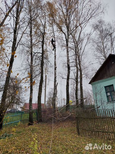 Спил,кронирование деревьев