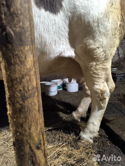 Корова стельная