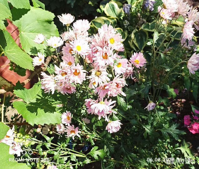 Хризантема