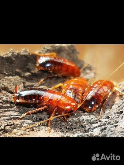 Кормовые.насекомые