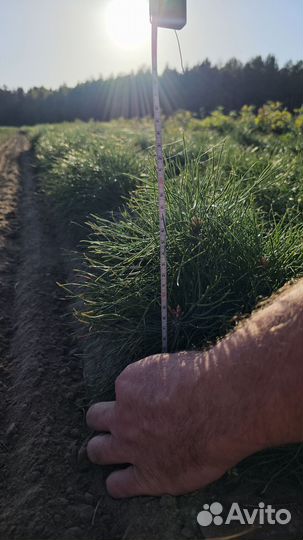 Саженцы сосны и ели окс от производителя
