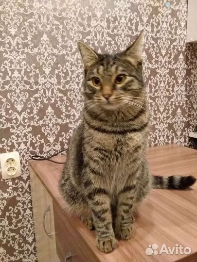 Британские котята