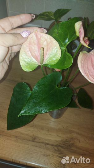 Антуриум Sweet Dream