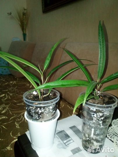 Фикусы. - 5 видов