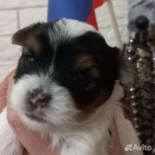 Щенки бивер йорка