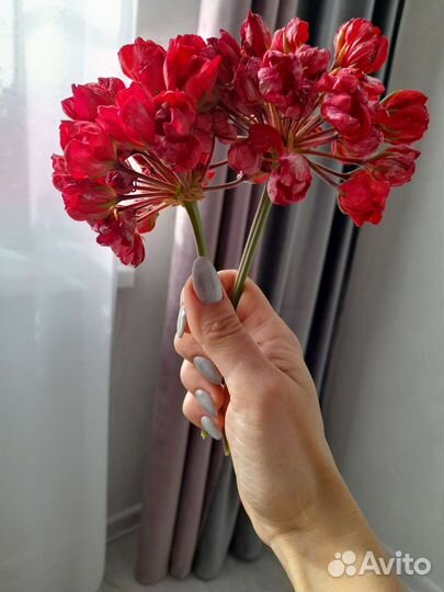 Пеларгония герань Виктория Андрэа