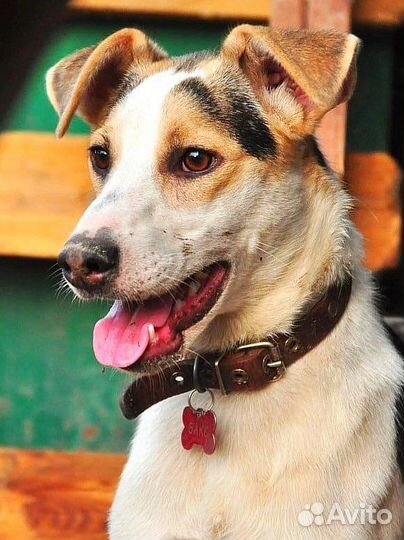 Чудо мальчик в добрые руки