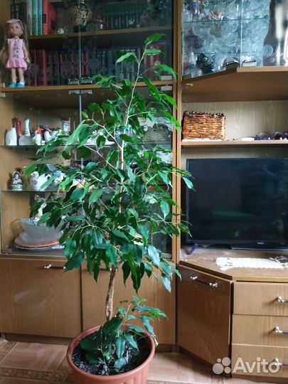 Фикус бенджамина