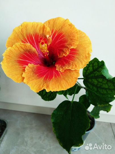 Гибискусы сортовые