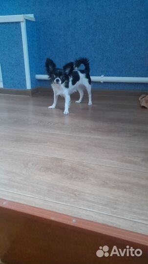 Щенок чихуахуа