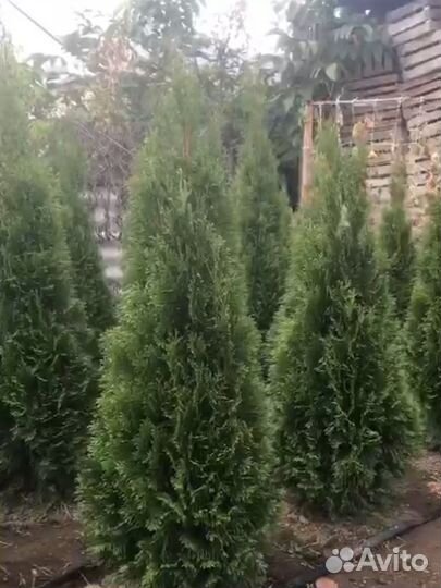 Туя смарагд