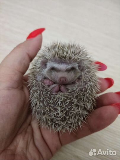Африканский карликовый ежик