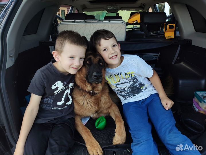 Передержка домашних животных загородном