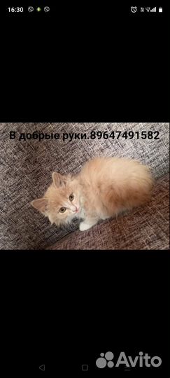 Персиковая Кошечка