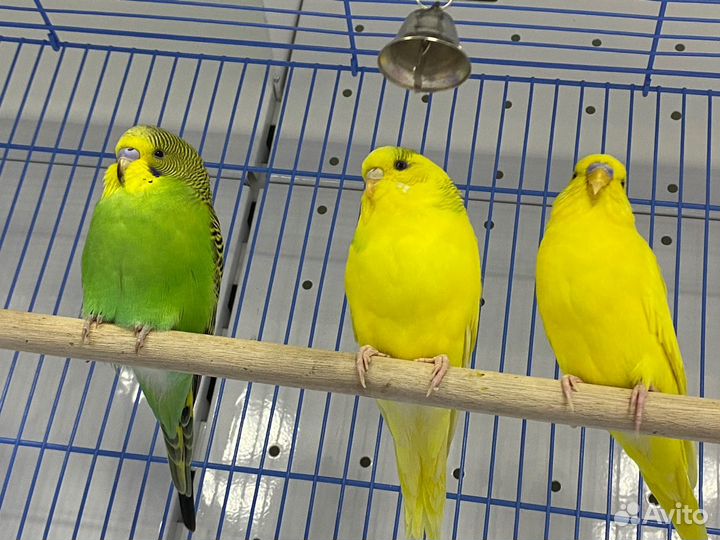 Волнистые попугаи