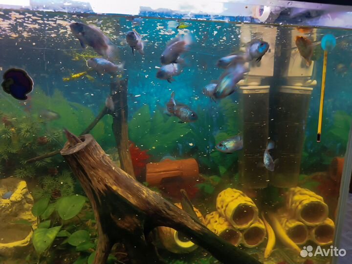 Аквариумные рыбы