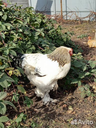 Петухи Брама